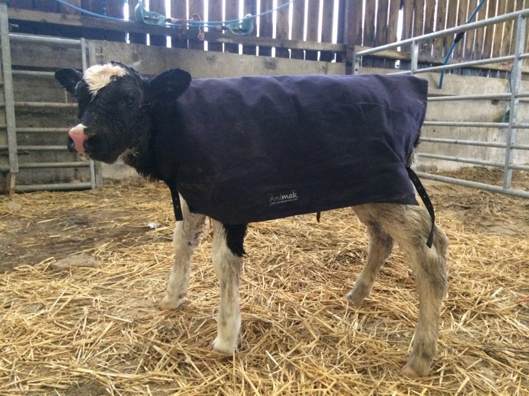 NZ Canvas Calf Blanket 2' 3" • Datamars Livestock (Kiwikit)